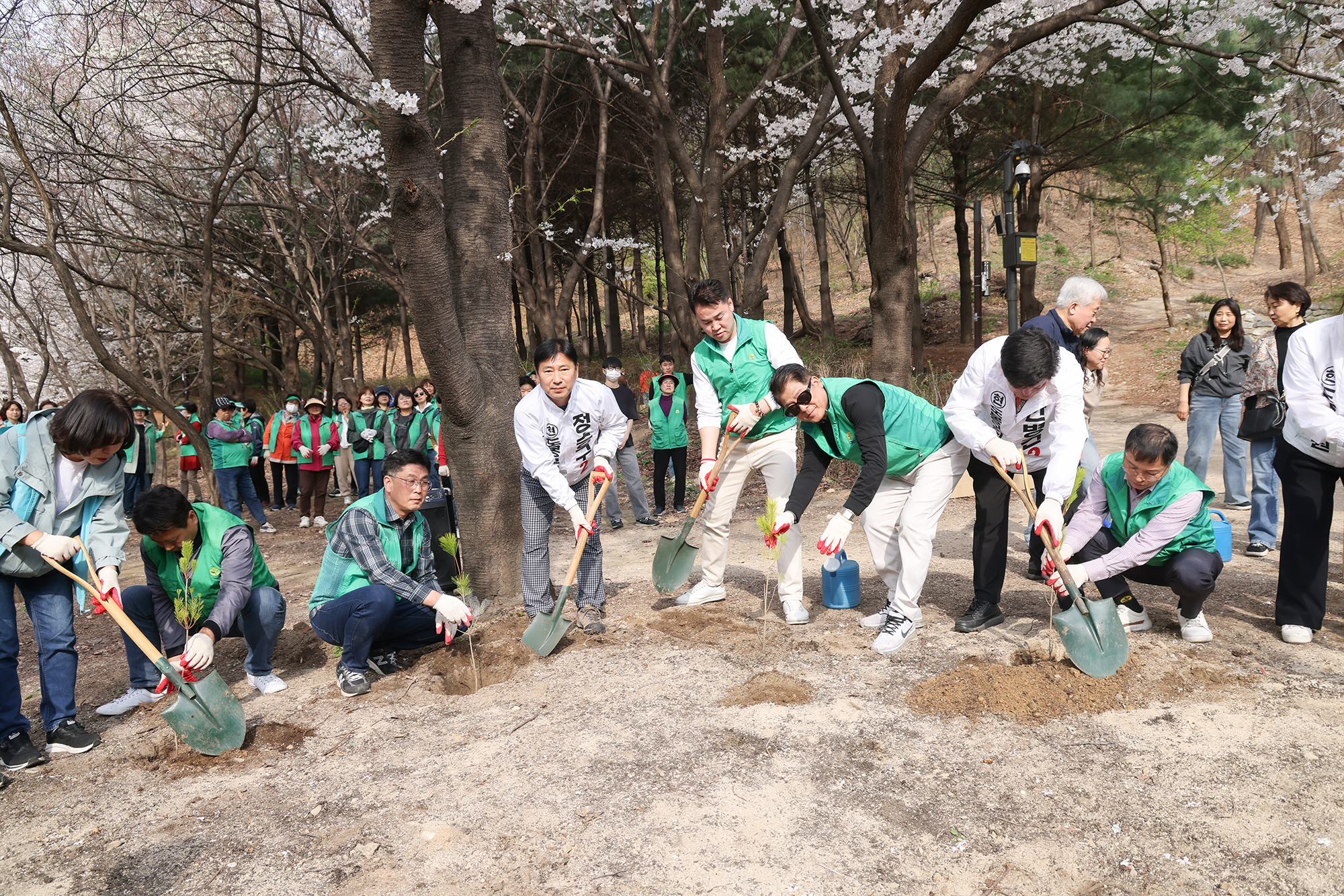새마을운동 식목일 기념 나무심기 사업 