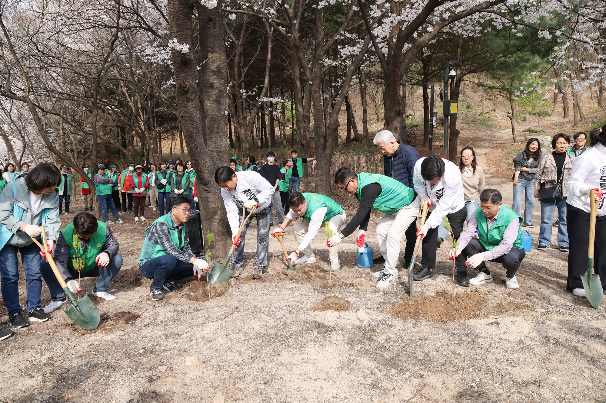 새마을운동 식목일 기념 나무심기 사업 