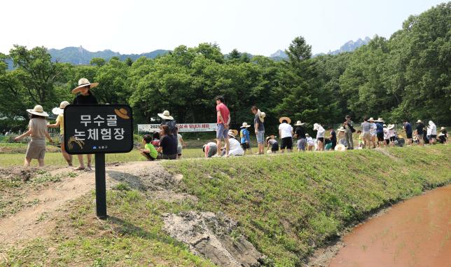 2025. 무수골 도심 속 모내기 체험 해당 이미지 입니다