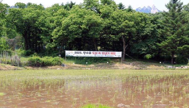 2025. 무수골 도심 속 모내기 체험 해당 이미지 입니다